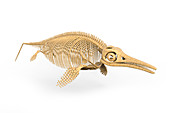 Ichthyosaurus skeleton, illustration