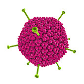 Adenovirus, illustration