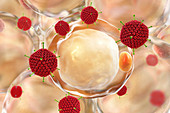 Adenovirus AD-36 and fat cells, illustration