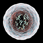 Human cell with chromosomes, illustration