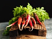 Freshly harvested red carrots with leaves