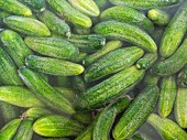 Pickling cucumbers being watered before being pickled