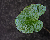 A wasabi leaf