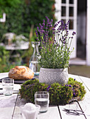 Blumentopf mit Lavendel in einem Kranz aus Moos