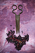 Frische Holunderbeeren und antike Schere auf lila Untergrund