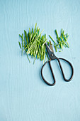 Cereal grasses with herb scissors