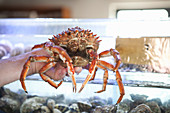 A woman's hand holding a fresh crab in front of a water tank
