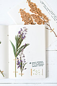 Selbst gestaltetes botanisches Buch