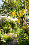 Blühender Goldregen in sommerlichem Garten mit Staudenbeeten und Kiesweg