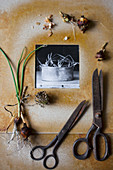 Black-and-white photo in hand-made frame, vintage scissors and spring bulbs