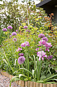 Beet mit Zierlauch 'Mercurius' und violett blühenden Tulpen