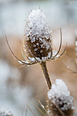 Wilde Karde mit Eis im Winter