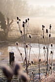 Wild teasels in wintry landscape