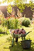 Schubkarre mit frisch geernteten Äpfeln im sonnigen Garten