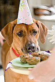 Dog Food - Hackfleisch-Muffins