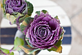 Purple ornamental cabbage on table