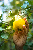 A hand pulling a pear quince off a tree