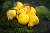 Pear quinces on a bed of moss