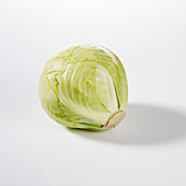 A white cabbage on a white background