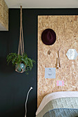 Fern in macrame hanger against black wall in bedroom