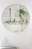 Houseplants on round wall-mounted shelves