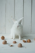 White rabbit and egg shells