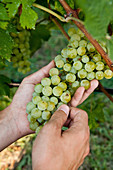 White wine grapes on the vine (Veneto, Italy)