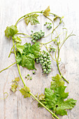 Zweig einer Weinpflanze mit grünen Trauben auf Holztisch