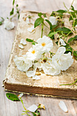 White roses on old book