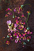 Overblown roses and rose petals on rusty surface