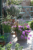 Scented terrace with herbs and geranium