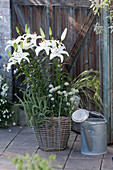 Lilium Hybride 'Mont Blanc' ( Lilie ), Allium schoenoprasum 'Corsican White'