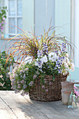 Basket planted with Angelonia Angelface 'Wedgewood Blue' (Angelface)