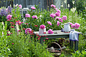 Holzbank im Beet neben Paeonia lactiflora 'Glory Hallelujah'