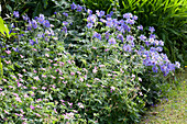 flower bed with geranium (Cranesbill)