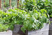 Dwarf beans (Phaseolus) in the self-built raised bed made of boards
