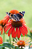 Admiral Schmetterling ( Vanessa atalanta ) auf Blüte von Echinacea