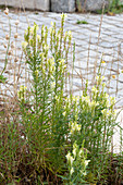 Linaria vulgaris ( Frauenflachs, Wildes Löwenmäulchen )