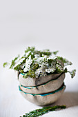 Yarrow in stack of bowls with ruffled rims