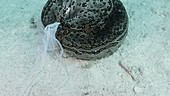 Sea cucumber defensive evisceration