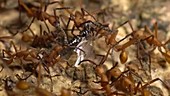 Army ants with prey