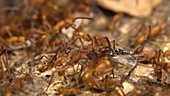 Army ants with prey