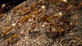 Army ant workers and soldiers