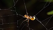 Insect caught in a spider web