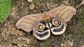 Moth flashing eyespots