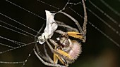 Spider wrapping its prey