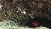 Coral hind in a cave