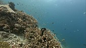 Two-stripe damselfish swimming in coral