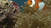 False clown anemonefish