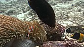 False clown anemonefish